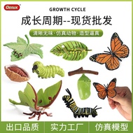 Simulation Insect Animal Growth Cycle Model Luna Moth Butterfly Growth Cycle Toy Set XAJ3