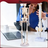 [Phenovo] Human Body Skeleton Model Teaching Material Learning Anatomy Figure Model