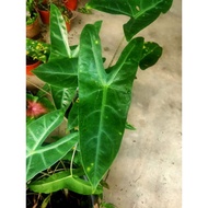 Alocasia Longiloba Kampung (L)