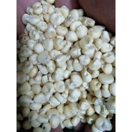 (Super cheap) NEP CORN SEEDS (STICK CORN SEEDS)