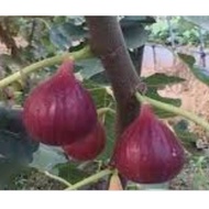 Pokok Tin, variety:Boh Ji Hong/ Anak pokok tin stabil, variety:Adam