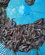 Benih Anak Ikan Keli 50 pcs perpack hidup