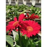 ITEM WEIGHT 6 KG LIVE LOCK ONLY