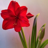 amaryllis bulb