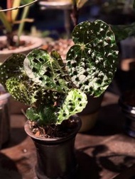 黑蜂秋海棠 Begonia ferox