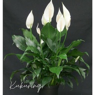 Peace lily ornamental plant - spatiphyllum - hibiscus lily flower