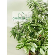 <GardenMart4U> Jasmin Thai Variegated Leave Live Plant Pokok Outdoor Bunga Melur Hiasan Landscape  泰