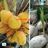Jual Bibit Kelapa Gading Kuning Genjah-Bibit Kelapa Gading Genjah Super-Bibit Buah Kelapa Gading/Kel
