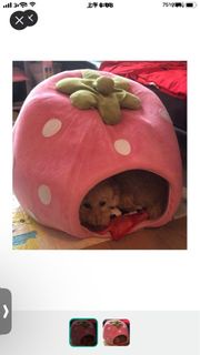 狗床
