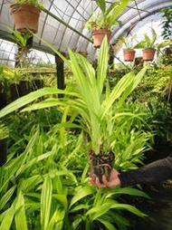 ★╮芳草園★╮－台灣原生蘭變異種「綠花鶴頂蘭」