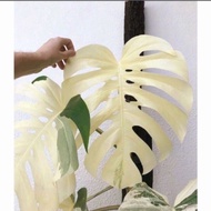 Tanaman Hias Monstera Albino / Monstera Varigata /