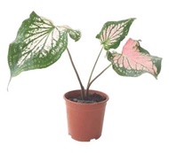 Caladium ' Pink Symphony ' Caladium bicolor (0.4m)