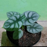 alocasia dragon silver