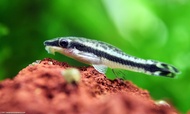 5pcs x OTOCINCULUS Algae Eater Fish 小精灵 Ikan 5 pcs wholesale price