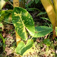 ALOCASIA NEW GUINEA GOLD/916 EMAS.