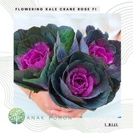 Benih Bibit Biji - Flowering Kale Crane Rose F1 Kale Ornamental Seeds - IMPORT - Kale Ornamental Can