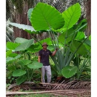Malaysia Stock Keladi telinga Gajah