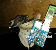 Ampli mp3 mini pemanggil walet dan menginapkan walet
