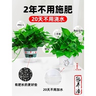 Green Dill Potted Plant Indoor Plant Green Basket Long Vine Large Leaf New House House Household Pur