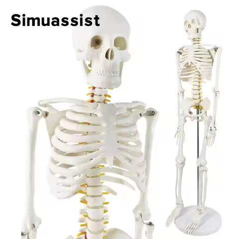 85CM Human Skeleton Model 85cm White Bone Include Nerve Root Full Body Plastic Anatomical Medical Mo