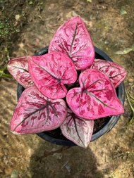 Umbi Caladium Strawberry star - Keladi hias hybrid import thailand