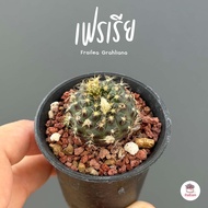 เฟรเรีย Frailea Grahliana ไม้อวบน้ำ กุหลาบหิน cactus&amp;succulent