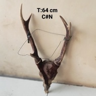 pajangan dinding tanduk rusa asli 5 cabang