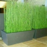 3 water bamboo trees ready to plant