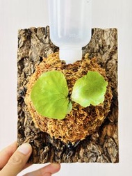 B1 象耳鹿角蕨 DIY擺設植物懶人盆栽雨林造景 鹿角蕨