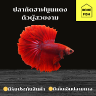 ปลากัดฮาฟมูนสีแดงสวยงามเพศผู้ คัดเกรด (มีรับประกันสินค้า)(มีเก็บเงินปลายทาง)