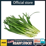 Biji Benih daun Kucai / Kuchai (100 seeds) / Chives seeds