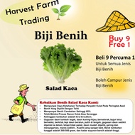Biji Benih Salad Kaca 300pcs Glass Lettuce Seeds 玻璃生菜种子 / Vagetable seeds / seed / 蔬菜种子 / 种子 flower bunga pokok daun