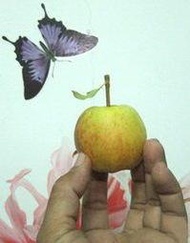 梨山～迷你版蜜蘋果～超可愛又超好吃~（產期：11月）#請先詢問有無現貨再下單喔！