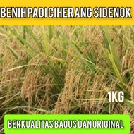 BIBIT PADI CIHERANG SIDENOK BERKUALITAS KEMASAN 1KG