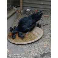 Terlaris | Terbesar | Terlengkap Telur Tetas Ayam Cemani .Sortir Terbaik Asli | Real Stock