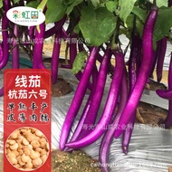 Ready Stock Quick Shipment Magazine Eggplant Seed Hang Eggplant No. 6 Long Eggplant Seed Spring Autu