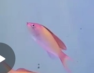Ikan Hias Air Laut Anthias Bibir Ungu