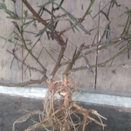 akar putri malu bahan bonsai