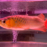 ikan arwana super red