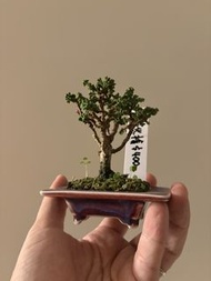 日本石化檜（豆盆）$400