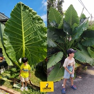 Pokok keladi telinga gajah Keladi Gajah allocasia Giant keladi