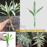 Tanaman Hias Bambu Hoki Putih sri rejeki pucuk - tanaman sri rejeki hiasan akuarium aquascape tanama