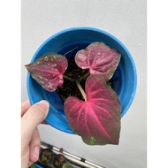 Caladium Thai variety