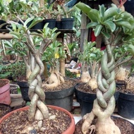 fresh Tanaman hias bibit bonsai Adenium bonggol besar