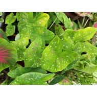 Sale Caladium Thai  1 bulb/pot