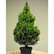 anak Pokok Krismas pencil Anak Pokok Pencil Pine / Pokok Krismas