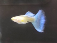 Albino SkyBlue 1pair guppy fish live fish