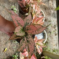 *RARE* AGLAONEMA PINK KUMKOON IN 5 INCH POT