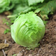 500 Seeds Super Ball Variety Iceberg Lettuce Seeds for Planting Benih Salad Iceberg Lettuce Vegetabl
