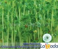 1KG Hạt Giống Rau Mầm Cải Bẹ Xanh (| Z24*W21)